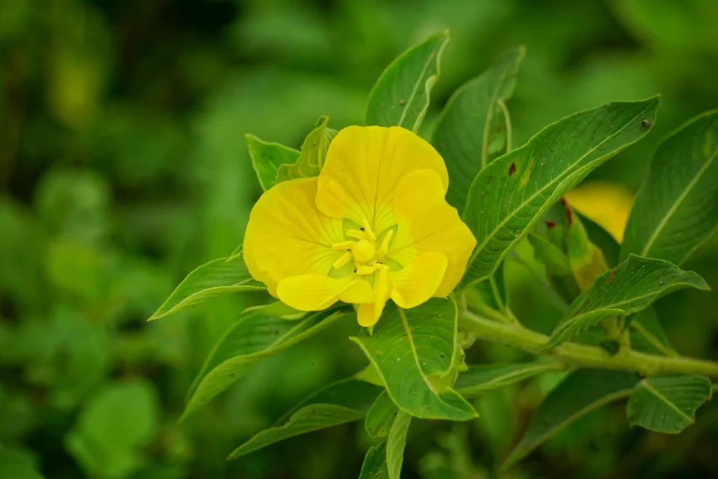 fleur d'onagre jaune dans la nature